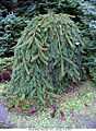 Picea abies 'Inversa'