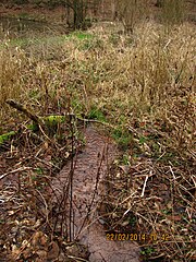 Quellzulauf in den Kanzelbachteich zwischen Schriesheim und Altenbach