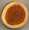 Image 24A section of yew (Taxus baccata) showing 27 annual growth rings, pale sapwood and dark heartwood (from Tree)