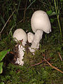 Smailiakepurė musmirė (Amanita virosa)