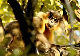 Trachypithecus Pileatus