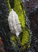 Chrysothrix candelaris (jaune, Arthoniomycetes)