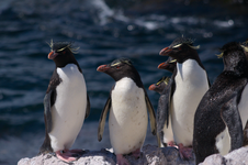 Southern rockhopper penguin (Eudyptes chrysocome)