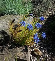 Gentiana paradoxa