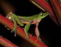 15. Agalychnis annae (Heredia, Costa Rica) (javítás)/(csere)