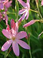 Hesperantha coccinea