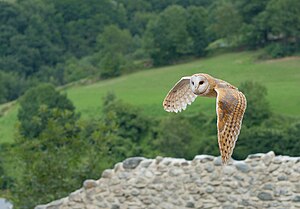 Учуб бара тургъан гитче байкъуш (Tyto alba)