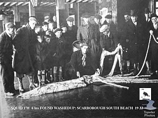 #107 (14/1/1933) The same specimen on display at Scarborough fish market