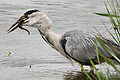 Image 58The European eel being critically endangered impacts other animals such as this Grey Heron that also eats eels. (from Marine conservation)