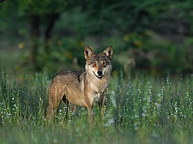 Lobo-indiano no Santuário de Vida Selvagem Mayureshwar