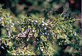 Галузка ялівцю скельного (Juniperus scopulorum)