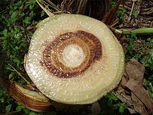 A banana tree cut horizontally to show the fungus development in the interior of the tree