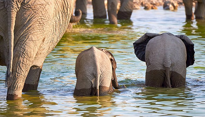 African bush elephant (loxodonta africana) backsides at Okaukuejo waterhole in Etosha National Park Namibia