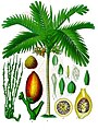 Areca catechu (en palme fra troperne; repræsentant for Arecales)