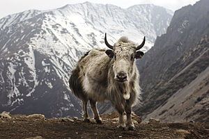 Як (Bos grunniens), Летдар элчик, Аннапурнаны тёгереги бла трек, Непал