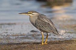 Striated heron