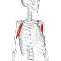 Front of right upper extremity. (Coracobrachialis labeled at right, fourth from the bottom.