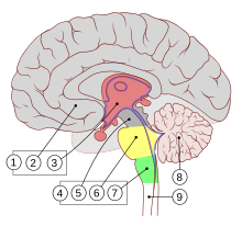 Encephalon human sagittal section multilingual.svg