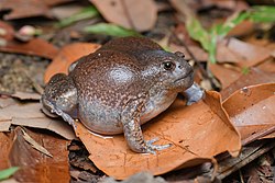 Glyphoglossus molossus (von Rushen)