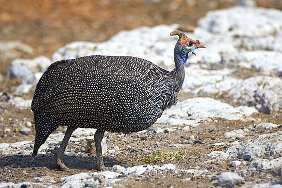 Helmeted guineafowl (numida meleagris) at the Okaukuejo waterhole in Etosha Namibia