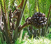 Fruit en Indonésie, Java, Jardin botanique de Bogor