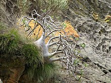 Pachypodium Rosulatum Gracilius 01.jpg