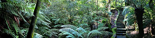 A beautiful rainforest walk.