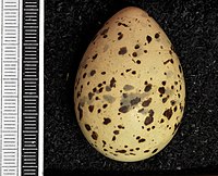 Egg, Collection Museum Wiesbaden