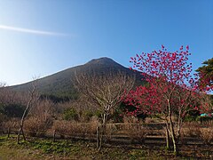 初春の開聞岳