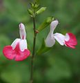 Salvia microphylla