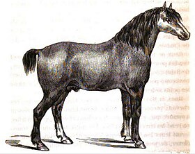 Cheval d'allure de la Hague dans Hygiène vétérinaire appliquée, 1857.