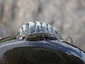 Chiton glaucus