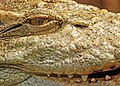Krokodill vertikaalse pupilliga