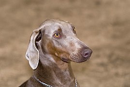 Isabella/fulvo Dobermann