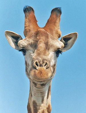 Giraff