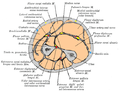 Sezione trasversa della diafisi di radio e ulna