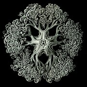 Gorgonocephalus par Ernst Haeckel (1904)