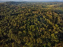 Lush Green Forest of Maldenad.jpg