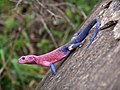 Image 24Mwanza flat-headed rock agama