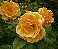 Rose 'Hansestadt Rostock'