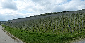 Flurbereinigter Weinberg Würzburger Stein