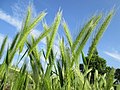 Hordeum murinum