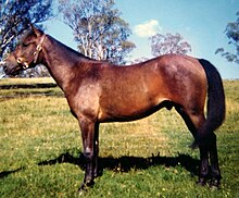 A bay horse (brown body with black mane and tail) wearing a headcollar, standing in a green paddock with trees in the background