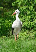 Белый аист (Ciconia ciconia)