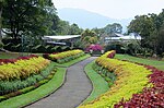 Coleus border