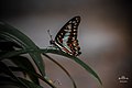 Lateral view of Common Jay butterfly