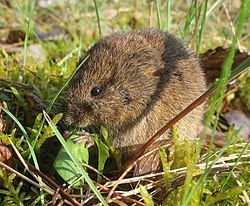 Lauku strupaste (Microtus arvalis)