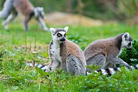 Lemori Kata Ringvosta lemuro