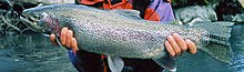 Photo of hand holding adult steelhead