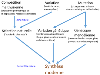 "arbre généralogique" menant à la théorie synthétique.